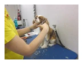Dog Grooming in Johannesburg services logo