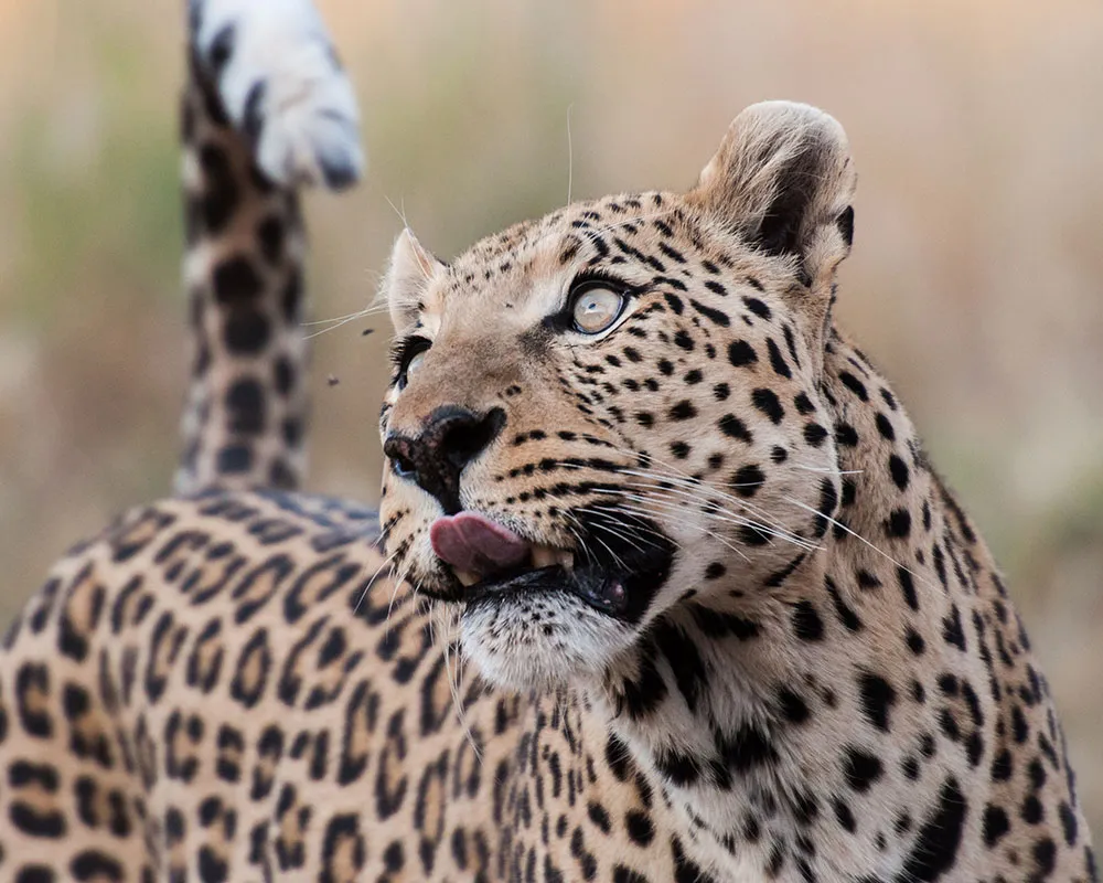 Kosher African Safaris photo 1