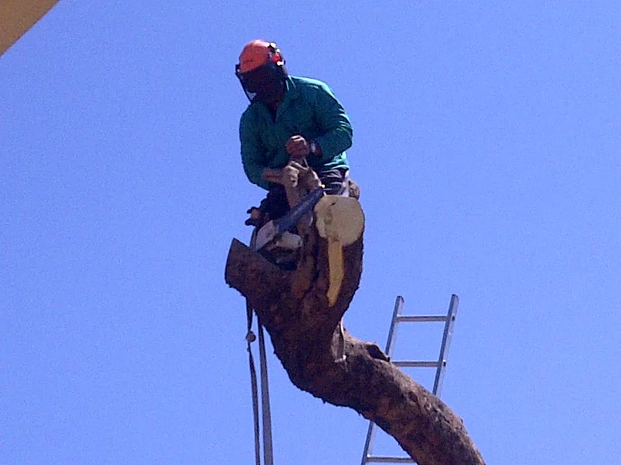 BIG J'S TREEFELLING photo 1