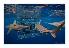 Shark Bookings - Shark Cage Diving in South Africa logo