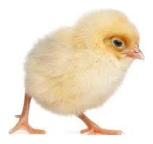 Reid Layers and Broilers logo