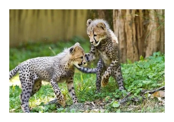 white Lion, White Tiger Cubs, Cheetah Cubs, panther Babies,For Sale logo