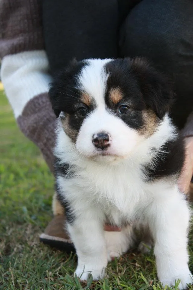 Liashasue Australian Shepherds photo 1