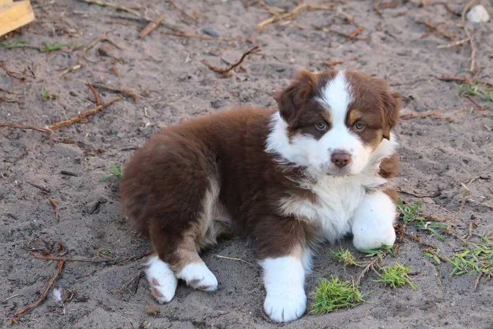 Liashasue Australian Shepherds photo 2