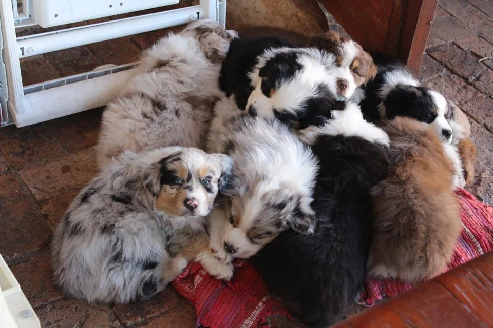 Liashasue Australian Shepherds photo 3