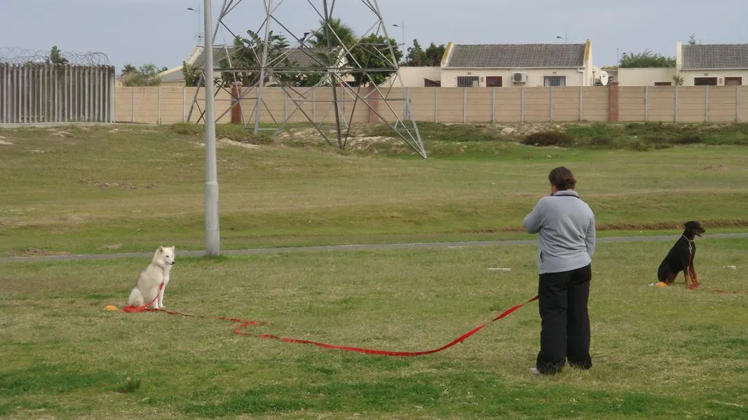 Edu Dog Training School photo 4
