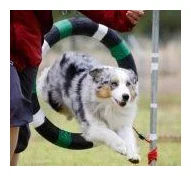 Skylamere Australian Shepherds logo