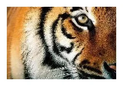 Big Tiger Marketing and Events logo