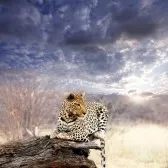123RF South Africa photo 1