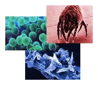 ZenClean Dustmite Doctor logo