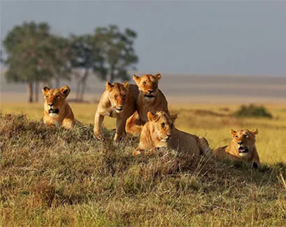 Serengeti National Park Safaris photo 3