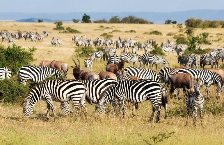 Serengeti National Park Safaris photo 4