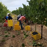 Mitre's Edge Wine Estate photo 2