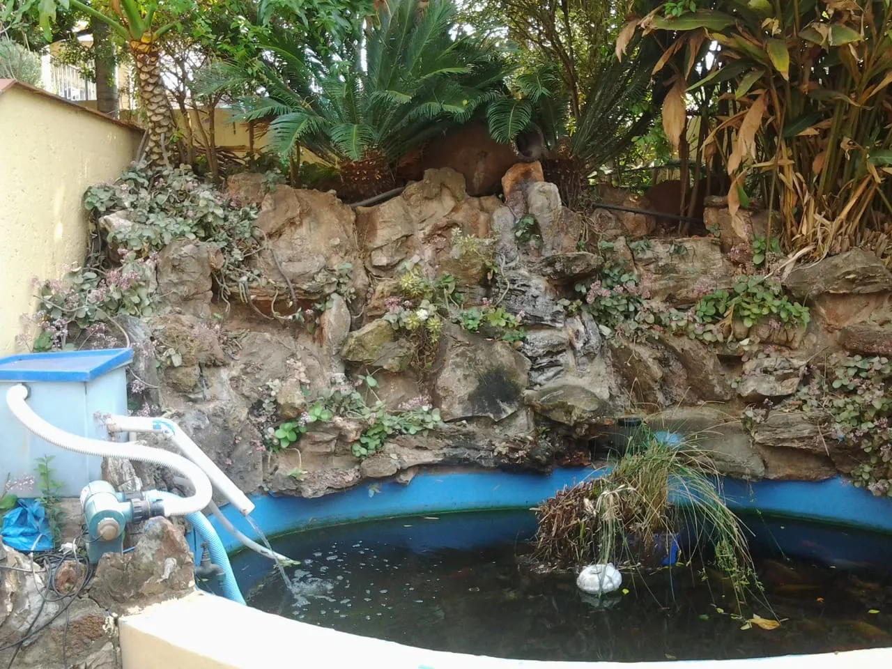 Koi Fish Ponds and Pools photo 4
