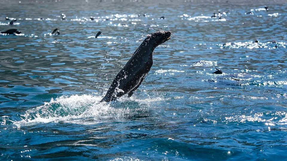 Snorkel With Seals photo 1