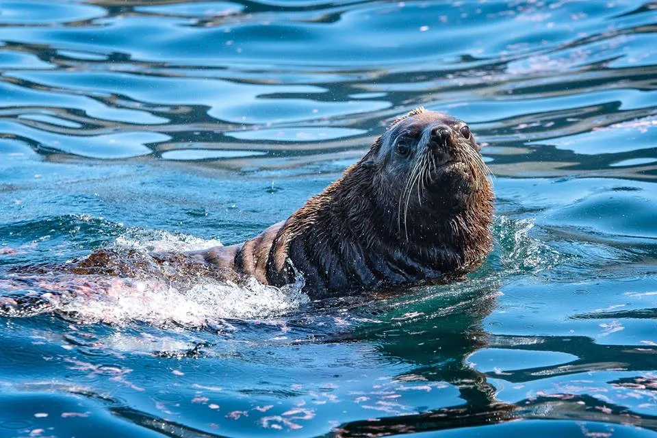 Snorkel With Seals photo 2
