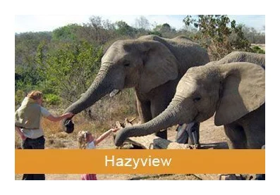 Elephant Sanctuary in Hazyview logo