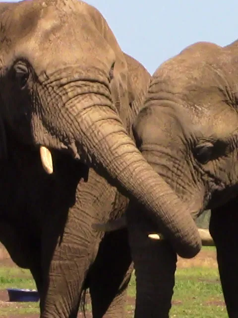 Elephant Sanctuary in Hazyview photo 2