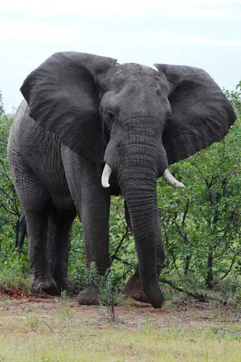 Elephant Sanctuary in Hazyview photo 3