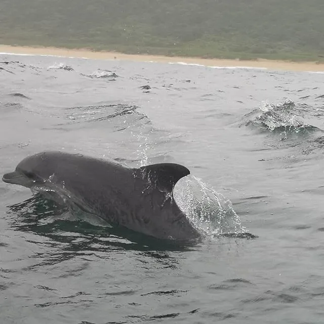 Whale and Dolphin Tours.Durban photo 1