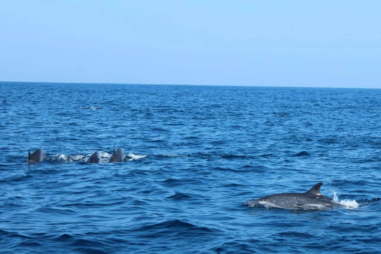 Whale and Dolphin Tours.Durban photo 2