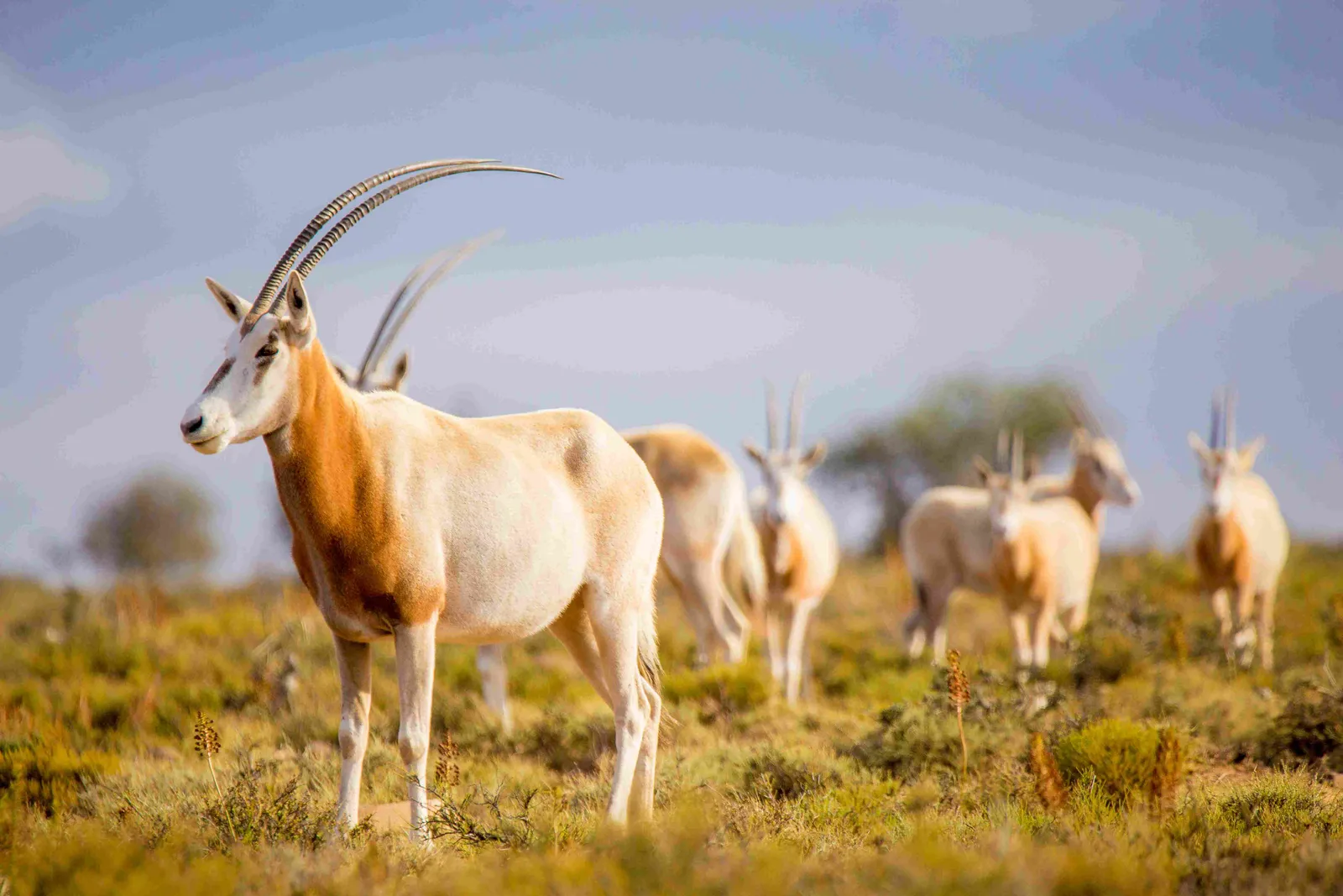 Inkulu African Safaris photo 4