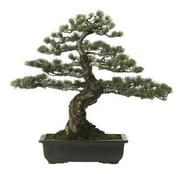 SA Bonsai logo