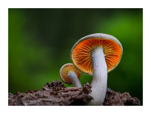 Mushroom Magik logo